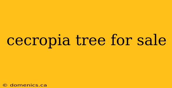 cecropia tree for sale