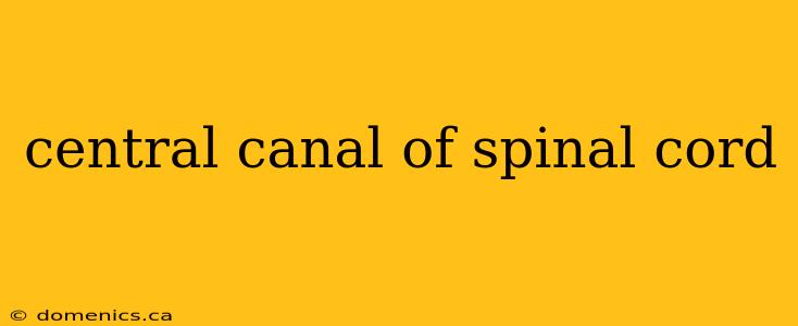 central canal of spinal cord