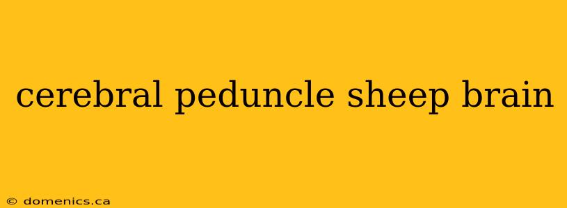 cerebral peduncle sheep brain
