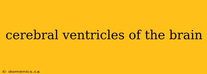 cerebral ventricles of the brain