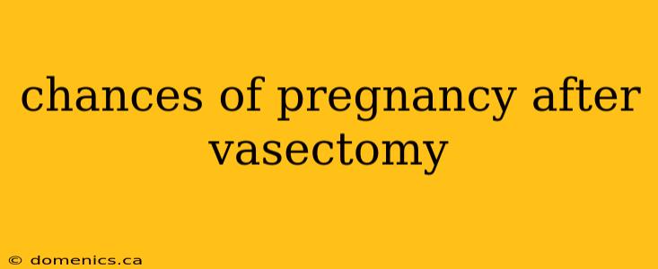 chances of pregnancy after vasectomy