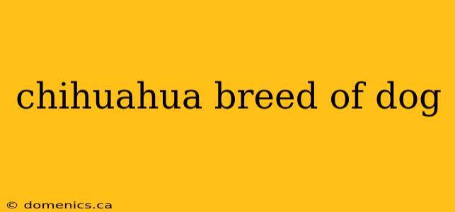 chihuahua breed of dog