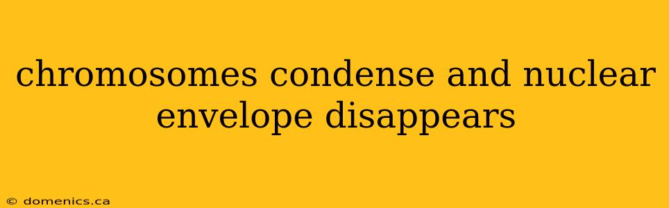 chromosomes condense and nuclear envelope disappears