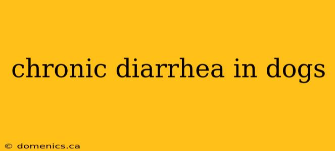 chronic diarrhea in dogs