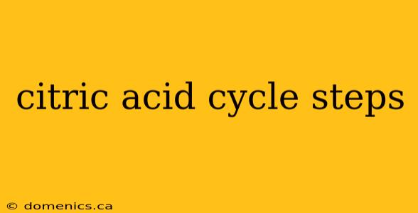 citric acid cycle steps