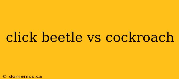 click beetle vs cockroach