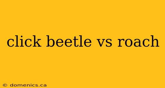 click beetle vs roach