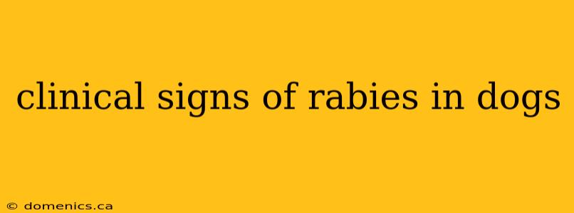 clinical signs of rabies in dogs