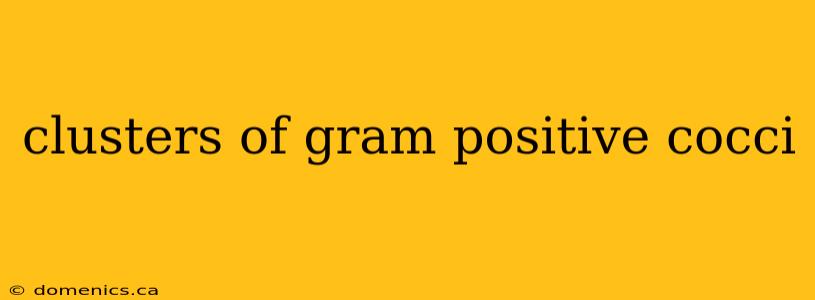 clusters of gram positive cocci