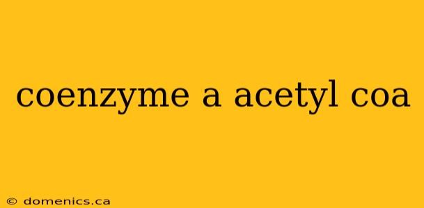 coenzyme a acetyl coa