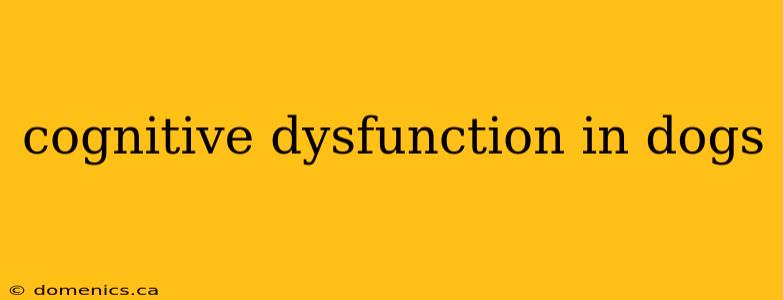 cognitive dysfunction in dogs