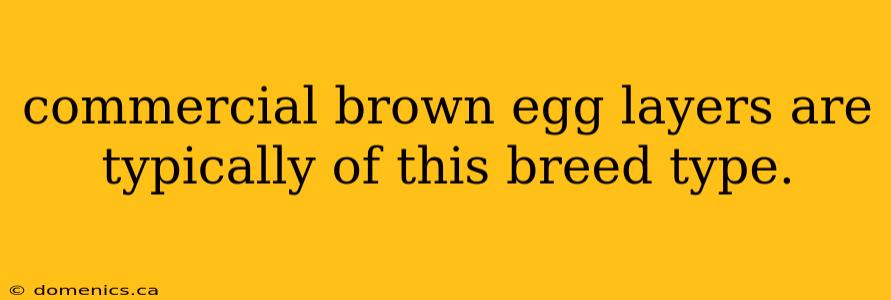 commercial brown egg layers are typically of this breed type.