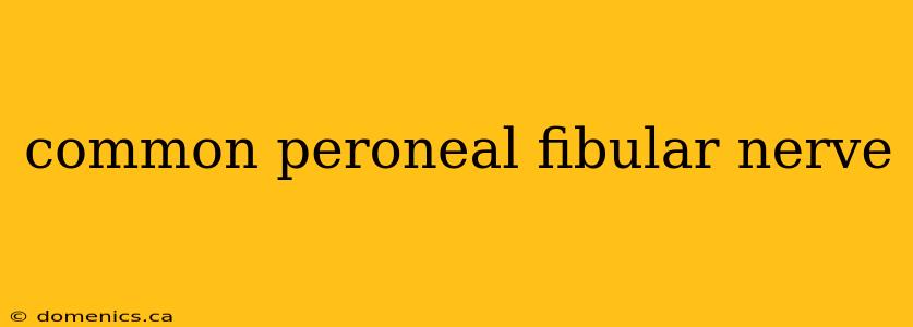 common peroneal fibular nerve