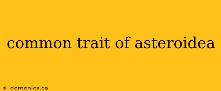 common trait of asteroidea