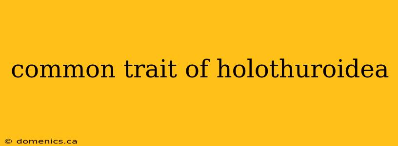 common trait of holothuroidea