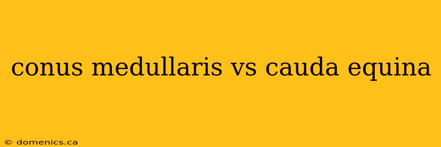 conus medullaris vs cauda equina