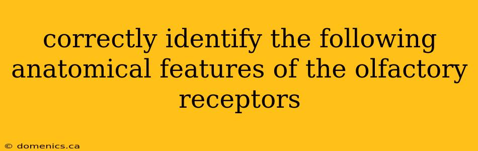 correctly identify the following anatomical features of the olfactory receptors