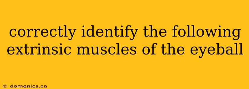 correctly identify the following extrinsic muscles of the eyeball