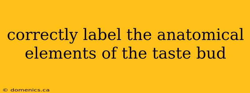 correctly label the anatomical elements of the taste bud