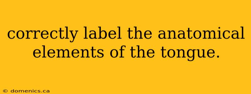 correctly label the anatomical elements of the tongue.