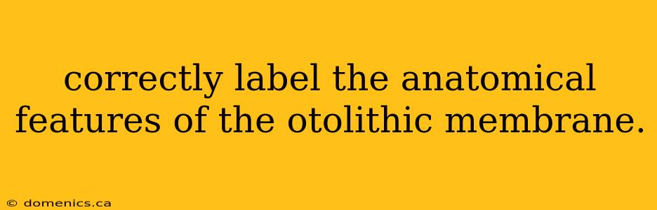 correctly label the anatomical features of the otolithic membrane.