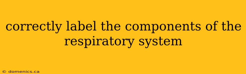 correctly label the components of the respiratory system