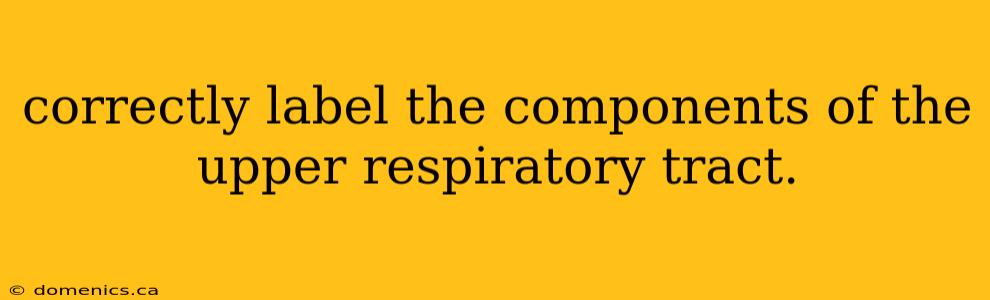 correctly label the components of the upper respiratory tract.