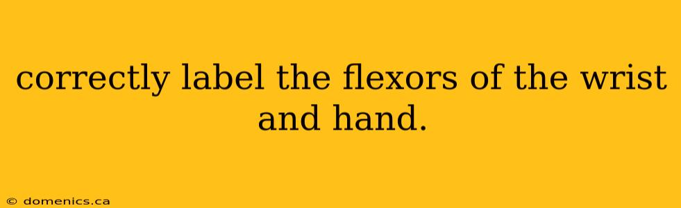 correctly label the flexors of the wrist and hand.