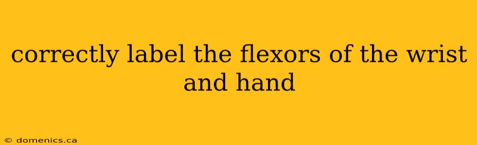 correctly label the flexors of the wrist and hand