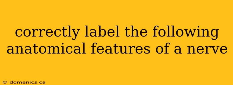 correctly label the following anatomical features of a nerve