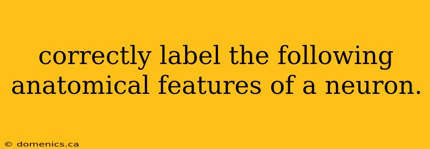 correctly label the following anatomical features of a neuron.