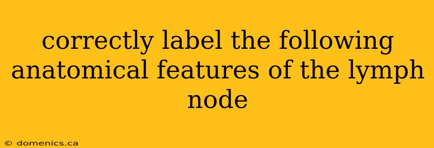 correctly label the following anatomical features of the lymph node