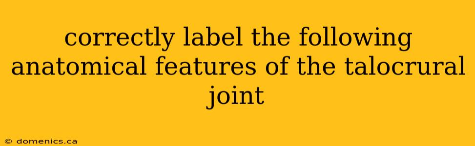 correctly label the following anatomical features of the talocrural joint