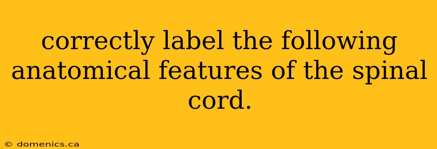 correctly label the following anatomical features of the spinal cord.