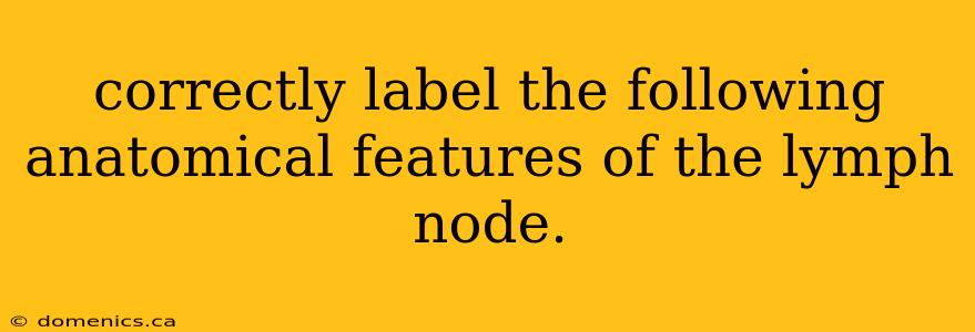 correctly label the following anatomical features of the lymph node.