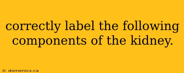 correctly label the following components of the kidney.