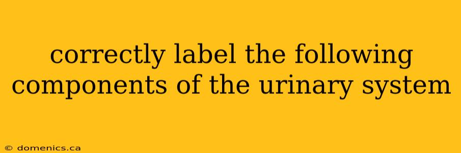 correctly label the following components of the urinary system