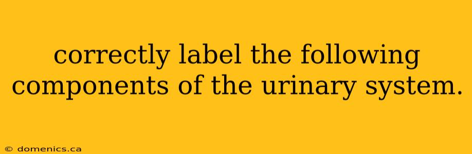 correctly label the following components of the urinary system.