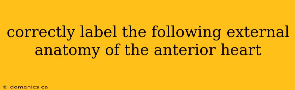 correctly label the following external anatomy of the anterior heart