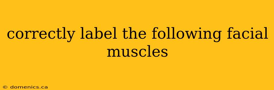correctly label the following facial muscles