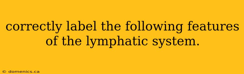 correctly label the following features of the lymphatic system.