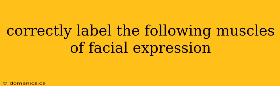 correctly label the following muscles of facial expression