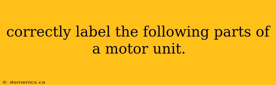 correctly label the following parts of a motor unit.