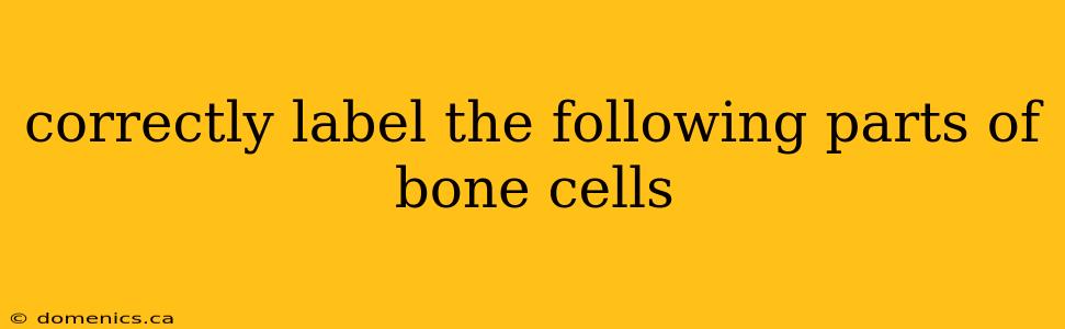 correctly label the following parts of bone cells