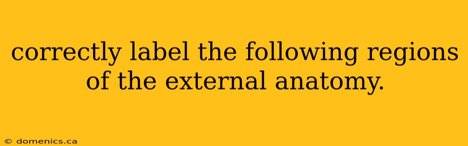 correctly label the following regions of the external anatomy.