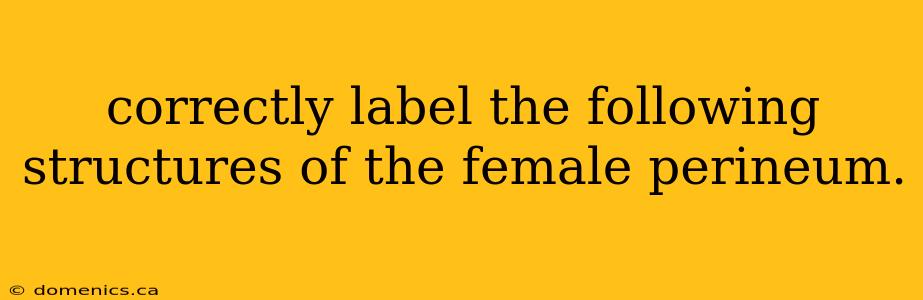 correctly label the following structures of the female perineum.