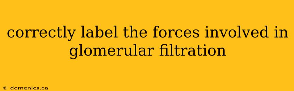 correctly label the forces involved in glomerular filtration