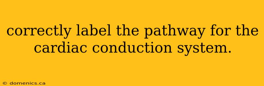 correctly label the pathway for the cardiac conduction system.