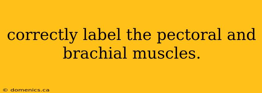 correctly label the pectoral and brachial muscles.