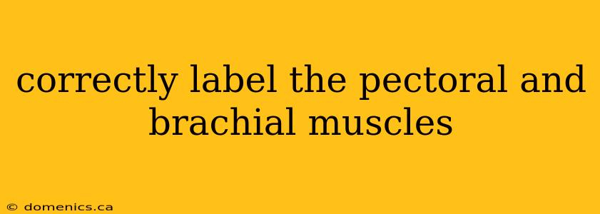 correctly label the pectoral and brachial muscles